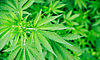 En fase final proceso de seleccin de empresas cualificadas para procesar cannabis