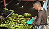 Chiquita volver a exportar este ao