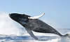 Da Mundial de las Ballenas