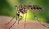 Autoridades confirman casos por dengue en Panam Oeste