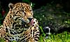 Panam arranca proyecto para la conservacin del jaguar reconocido a nivel internacional