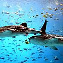Segunda Expo Acuario 2023