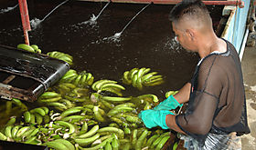 Chiquita volver a exportar este ao