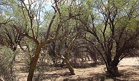 Plantas ayudaron a moldear condiciones de habitabilidad en la Tierra