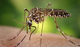 Panamá experimenta un brote significativo de dengue Panamá experimenta un brote significativo de dengue