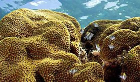 Confirman cuarto evento mundial de blanqueamiento de corales Confirman cuarto evento mundial de blanqueamiento de corales