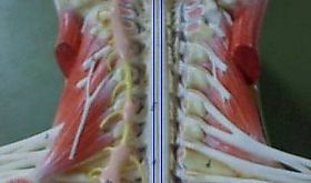 Espaa registra mximo histrico de trasplantes de mdula sea en 2023