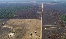 Deforestación en Amazonia brasileña cae 218 en un año Deforestación en Amazonia brasileña cae 218 en un año
