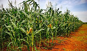 Instituto de Seguro Agropecuario y productores de maíz revisan costos de producción Instituto de Seguro Agropecuario y productores de maíz revisan costos de producción