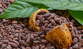 Panam impulsa la calidad y promocin del cacao