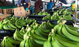 Banano encabezó las exportaciones en Panamá en el primer trimestre del 2024 Banano encabezó las exportaciones en Panamá en el primer trimestre del 2024