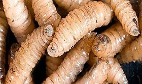 En aumento casos de gusano barrenador en Panamá En aumento casos de gusano barrenador en Panamá