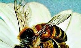 Da Mundial de las Abejas