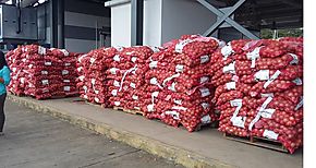IMA mantiene compra de cebolla a productores de Nat
