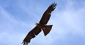 Una de cada cuatro aves desaparece en Norteamérica desde 1970 Una de cada cuatro aves desaparece en Norteamérica desde 1970