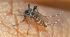 Saliva de mosquitos pudiera ser clave para vacuna contra el Zika