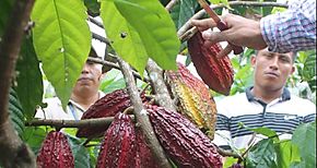 Cambio climtico provocar que el chocolate desparezca en el 2050