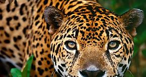 Da Mundial de la Conservacin del Jaguar