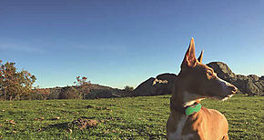 Perros para detectar la malaria