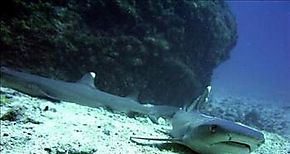 Panam propondr proteccin de tiburones en Conferencia Mundial