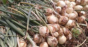 Productores de cebolla beneficiados con entrega de semillas 