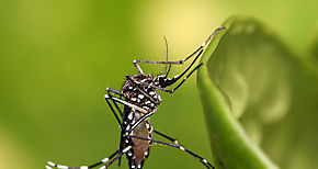 Estudio muestra efectos a largo plazo de zika en nios microceflicos