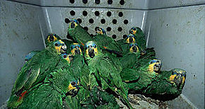El trfico ilegal pone en peligro las especies en Panam
