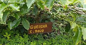 Chiriqu lidera y produce el mejor Geisha de Panam