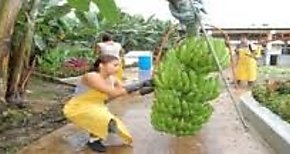 Fortalecen Ley de proteccin maternal en las bananeras