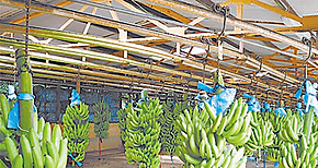 Productores de pltano presentan proyecto para planta de procesamiento 