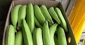 Gira educativa para rubro banano se realiz en Bocas del Toro 