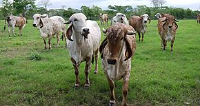 Productores colonenses siguen mejorando sus hatos