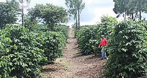 Productores de Cocl reciben capacitacin pecuaria 