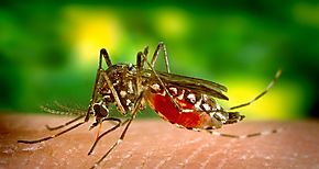 OPS pide fortalecer enfrentamiento a la chikungua