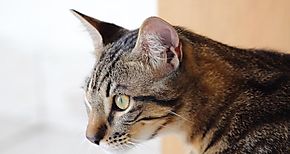 Adis a la alergia a los gatos