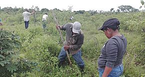 Ganaderos de Cocl participan de jornada silvopastoril