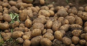 Papas para combatir la anemia infantil