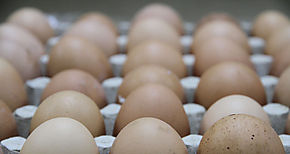 El huevo el gran aliado del deportista 