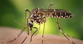 OPS llama a fortalecer las medidas para combatir el dengue