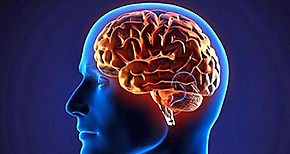 Cientficos hallan una protena que logra eliminar las clulas cancerosas del cerebro