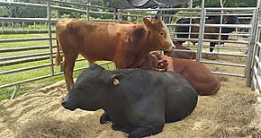 En 28 crece el seguro pecuario en Coln 