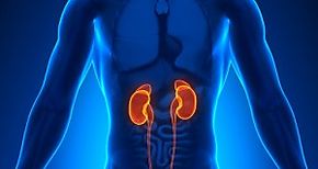 Investigadores descubren mtodo que rehabilita riones para trasplante