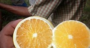 Capacitan a productores de ctricos en la Feria de la Naranja