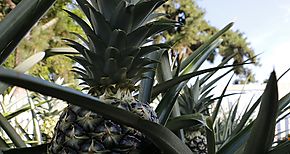 Productores de Pia de Zanguenga reciben capacitacin