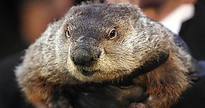 La marmota no sabe cundo acaba el invierno