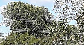 Con asfalto caliente atienden calles y avenidas en la provincia de Cocl