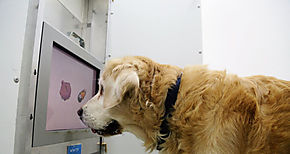 El uso de perros para detectar el COVID19 en Finlandia da resultados fantsticos