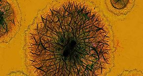 Hallan en EEUU nueva familia de antibiticos de alta efectividad