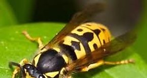 Estudio vaticina aumento de las especies invasoras en el mundo