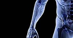 Un mtodo predice la rigidez de los huesos regenerados tras una fractura